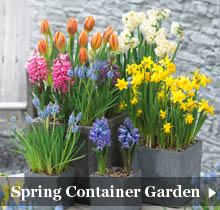 spring container garden