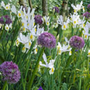 Iris hollandica - Dutch Iris