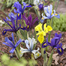 Iris reticulata - Dwarf Iris