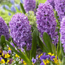 Hyacinthus orientalis - hyacinth