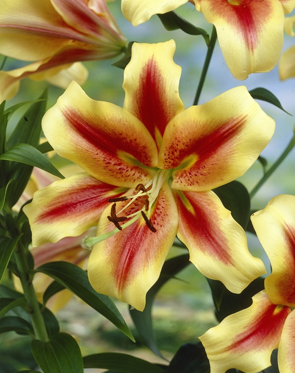 Bulbs are Easy - bulbsareeasy.com | Summer-Blooming Bulbs | Lilium - Lily