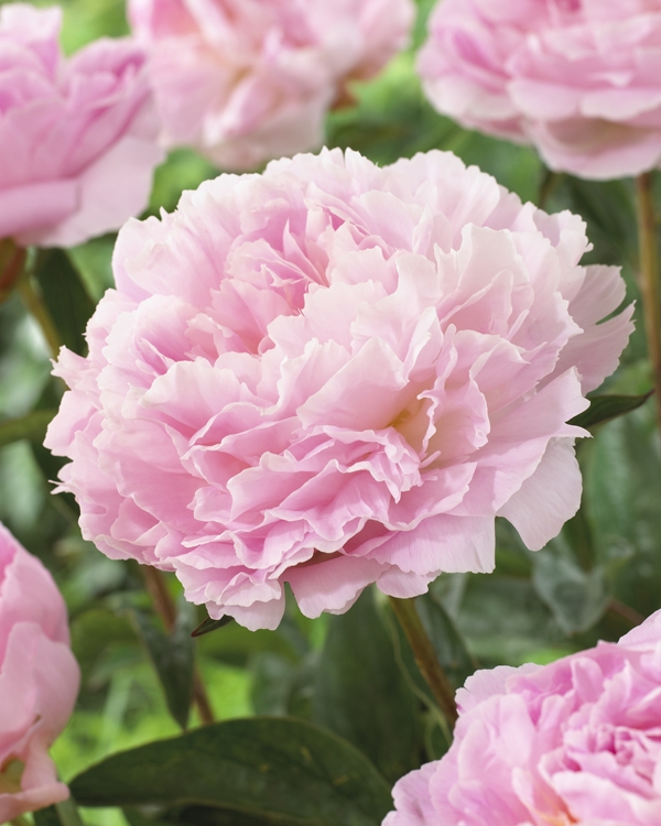 Bulbs are Easy - bulbsareeasy.com | Great Cut Flowers | Paeonia - Peony