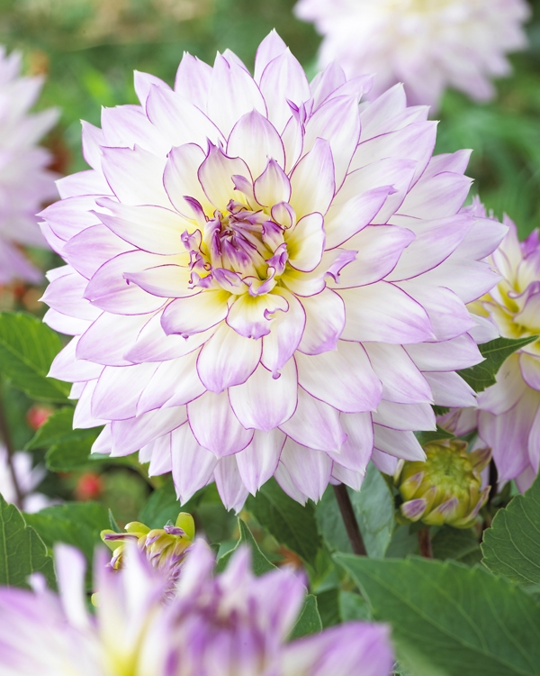 Bulbs are Easy - bulbsareeasy.com | Summer-Blooming Bulbs | Dahlias