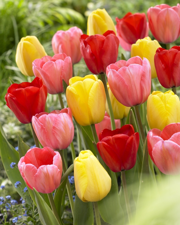 Bulbs are Easy - bulbsareeasy.com | Fall Bulbs | Tulipa - Tulip