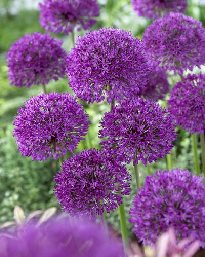 Bulbs are Easy - bulbsareeasy.com | Plants List | Allium